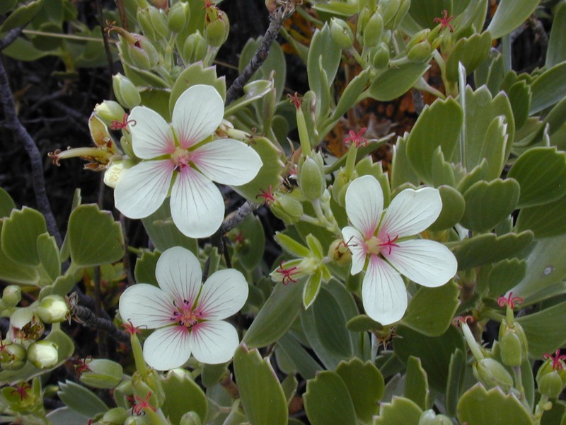 Geranium cuneatum subsp. tridens photo 4
