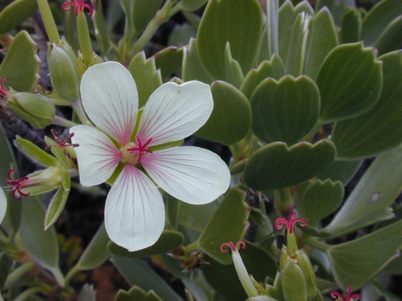 Geranium cuneatum subsp. tridens photo 5
