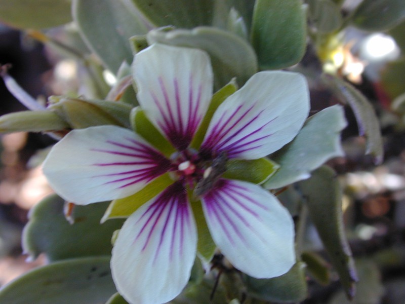 Geranium cuneatum subsp. tridens photo 8