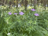 Geranium dahuricum