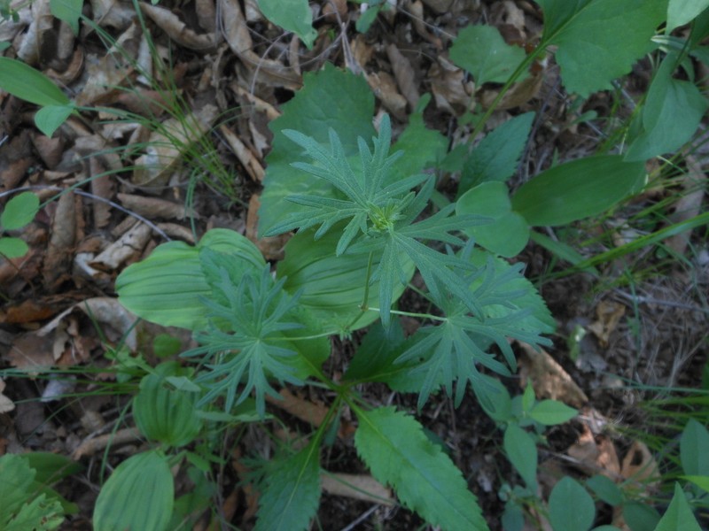 Geranium dahuricum photo 2