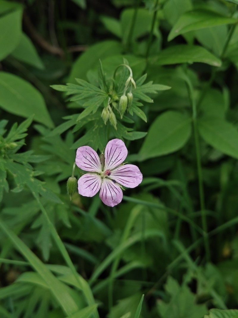 Geranium dahuricum photo 3