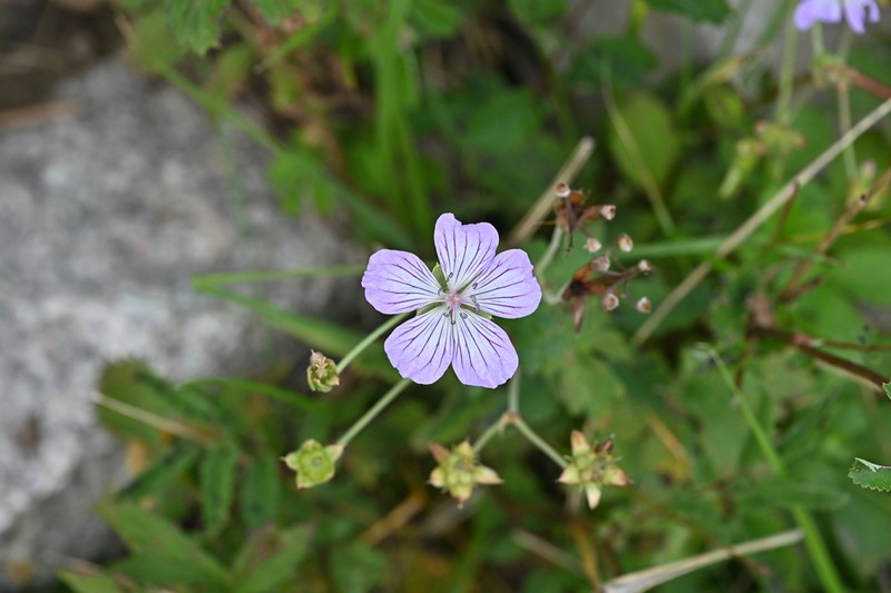 Geranium dahuricum photo 4
