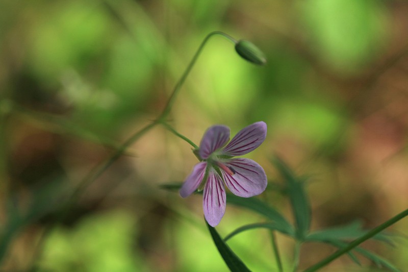Geranium dahuricum photo 5
