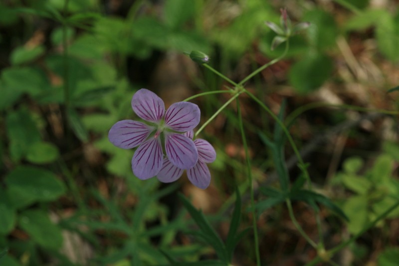 Geranium dahuricum photo 6