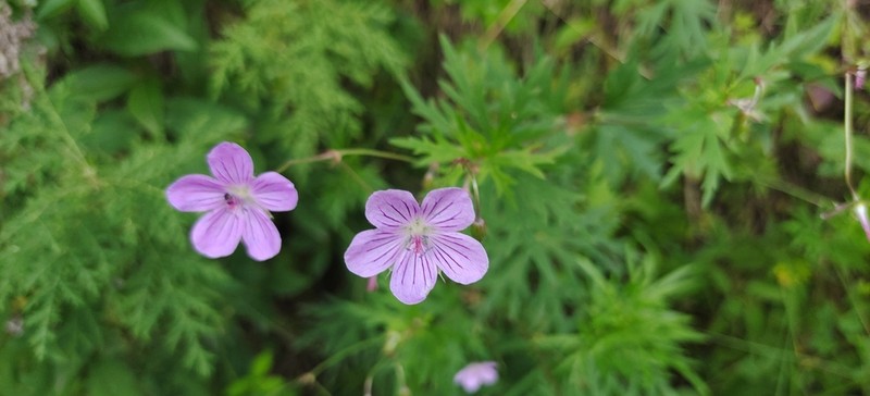 Geranium dahuricum photo 7