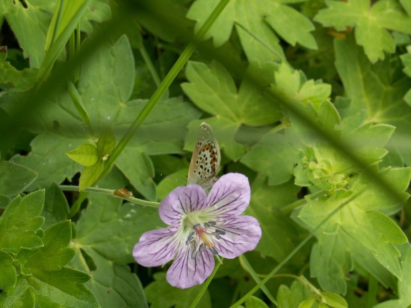 Geranium dahuricum photo 8
