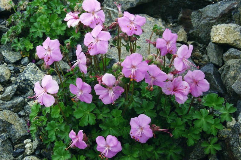 Geranium dalmaticum