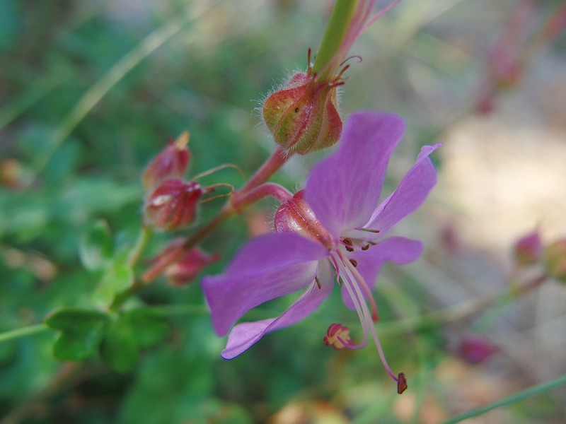Geranium dalmaticum photo 2