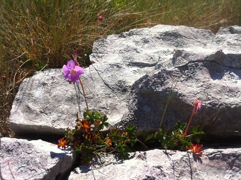 Geranium dalmaticum photo 3