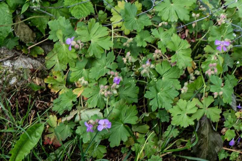 Geranium dalmaticum photo 4