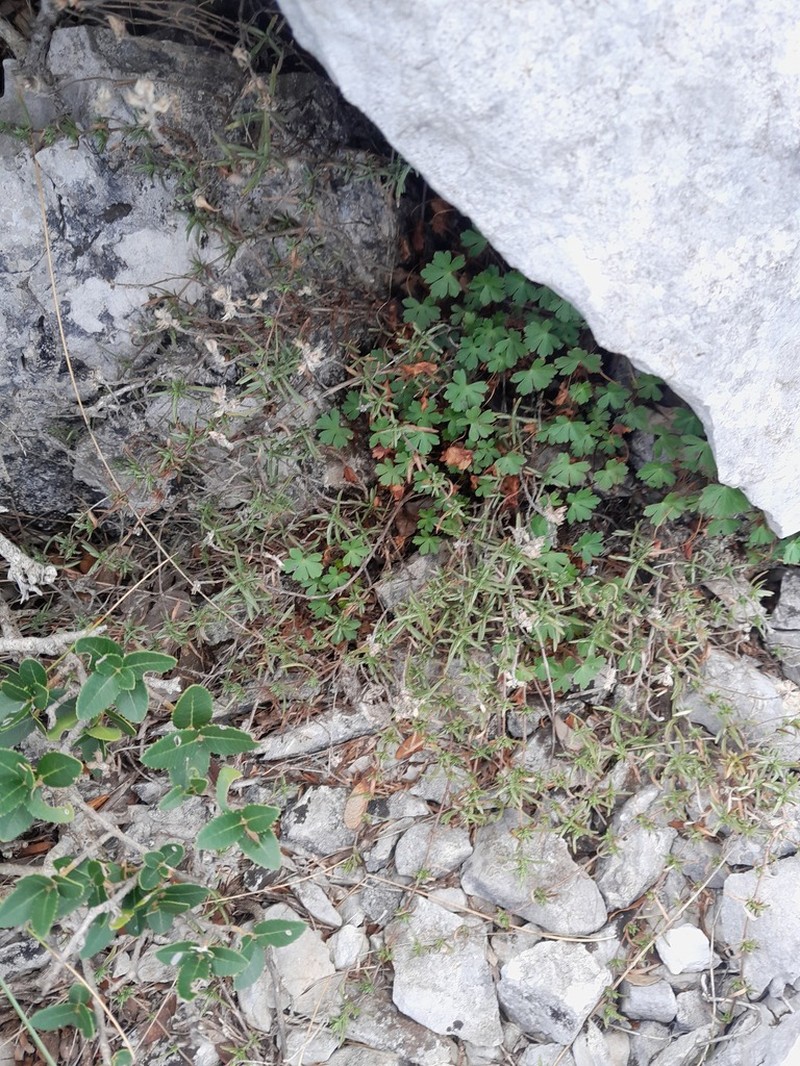 Geranium dalmaticum photo 5