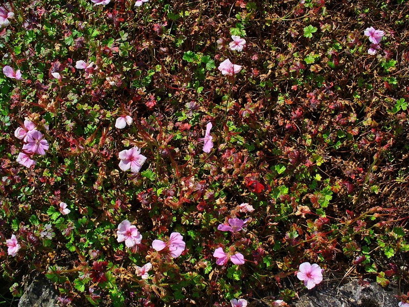 Geranium dalmaticum photo 6