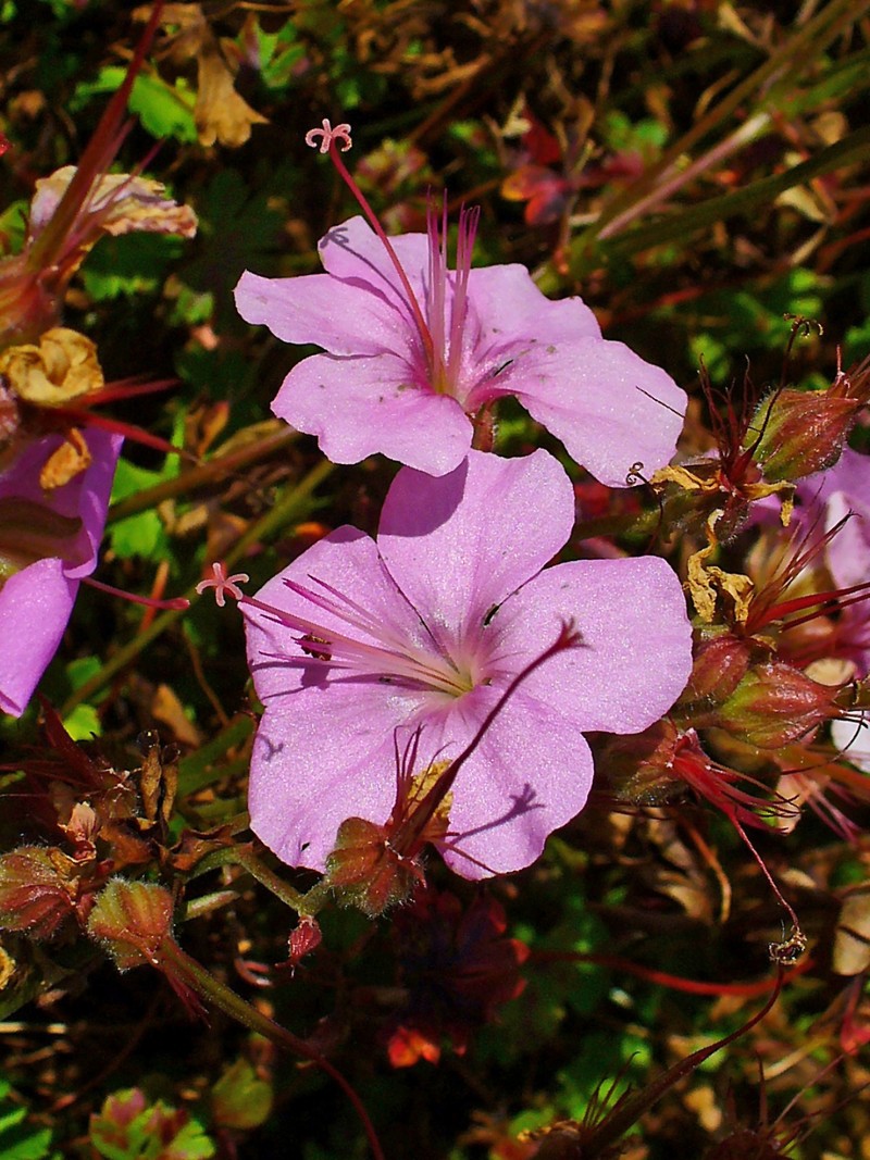 Geranium dalmaticum photo 7
