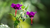 Geranium delavayi
