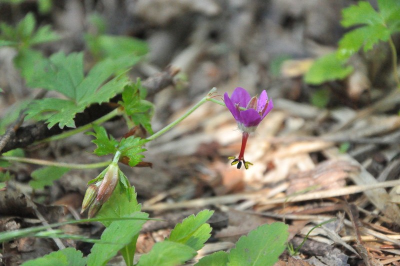 Geranium delavayi photo 2
