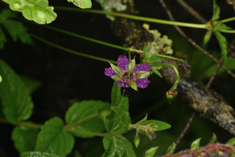 Geranium delavayi photo 3