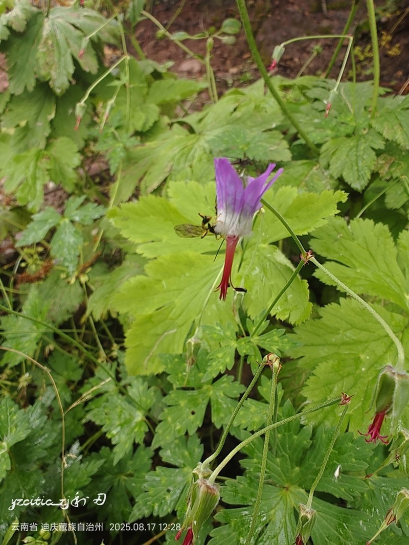 Geranium delavayi photo 4