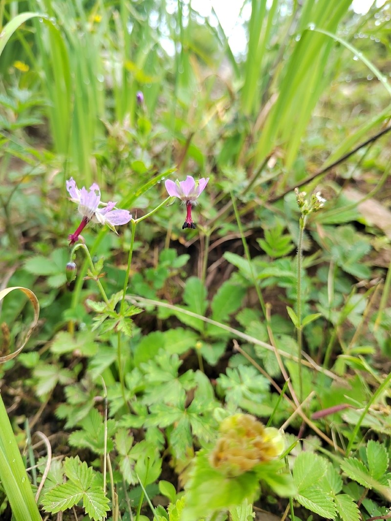 Geranium delavayi photo 5