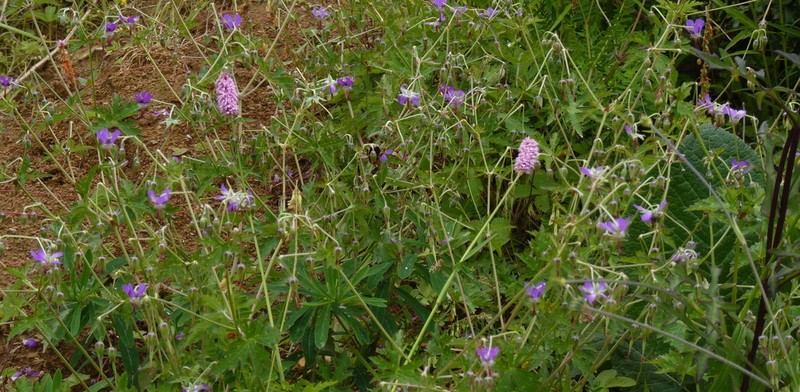 Geranium delavayi photo 6