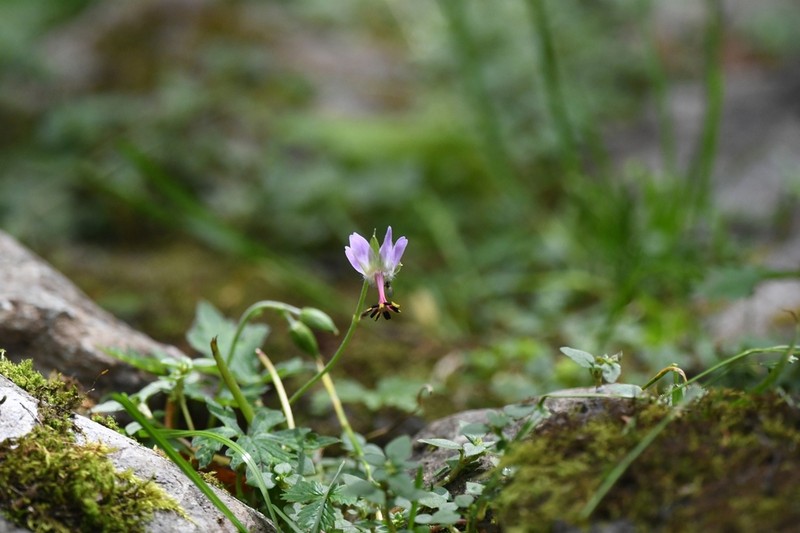 Geranium delavayi photo 7