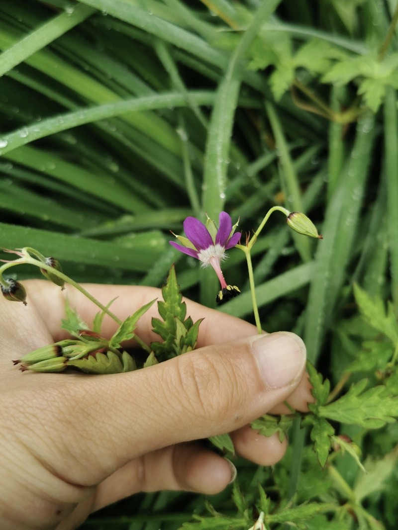 Geranium delavayi photo 8
