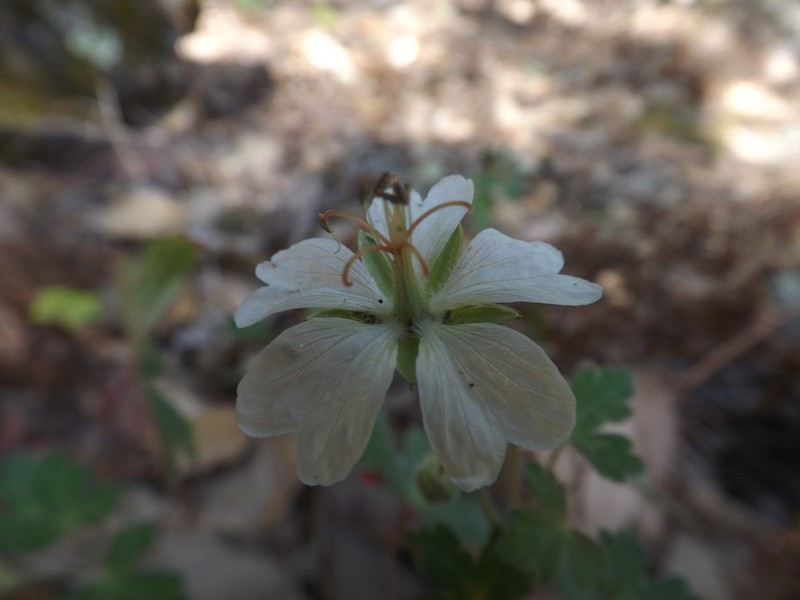 Geranium deltoideum