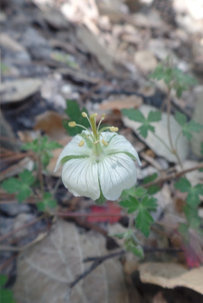 Geranium deltoideum photo 2