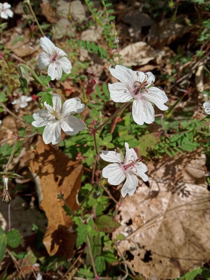 Geranium deltoideum photo 3