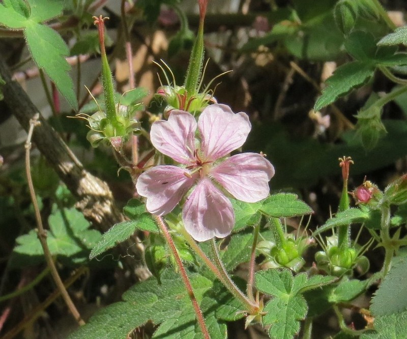 Geranium deltoideum photo 4