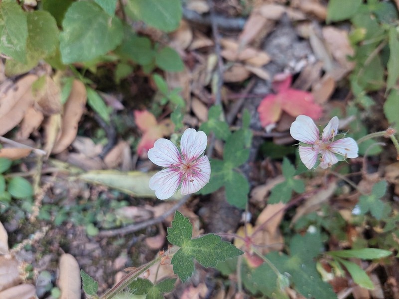 Geranium deltoideum photo 5