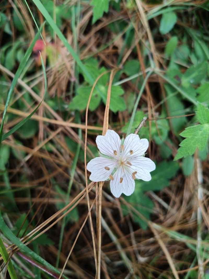 Geranium deltoideum photo 6