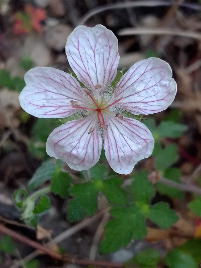 Geranium deltoideum photo 7
