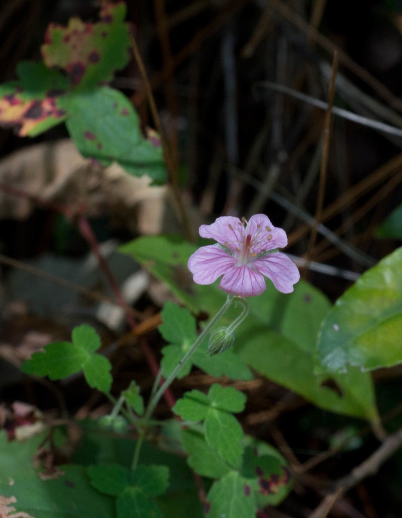 Geranium deltoideum photo 8