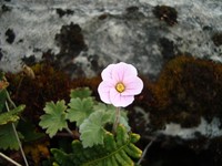 Geranium diffusum