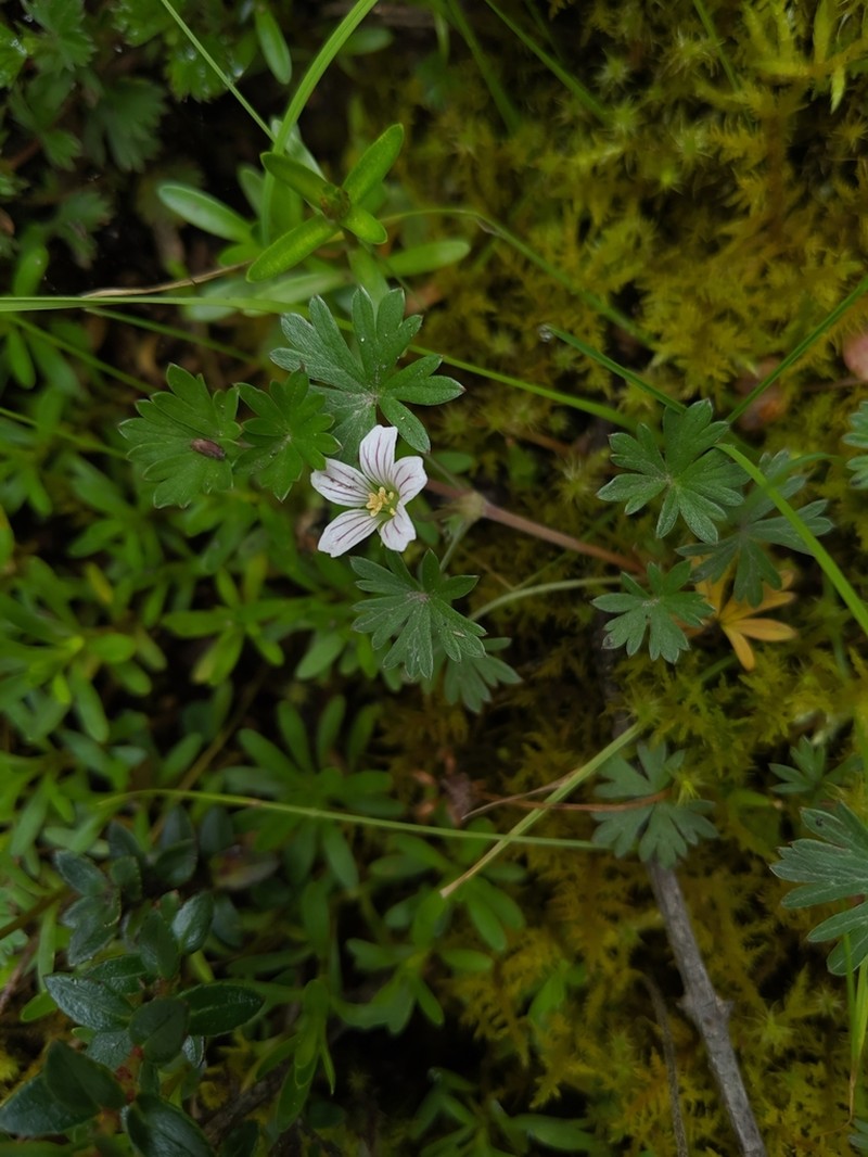 Geranium diffusum photo 2