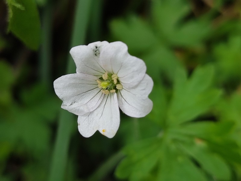 Geranium diffusum photo 3