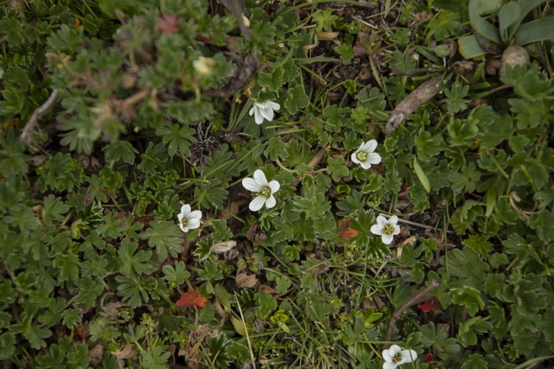 Geranium diffusum photo 4
