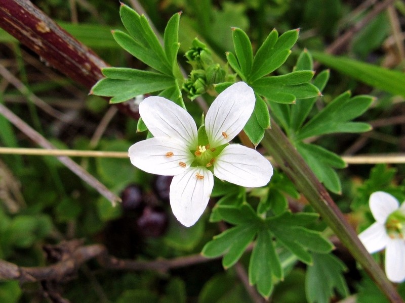 Geranium diffusum photo 5