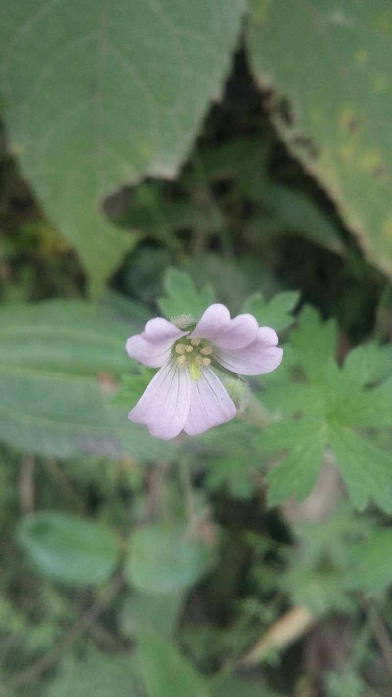 Geranium diffusum photo 6