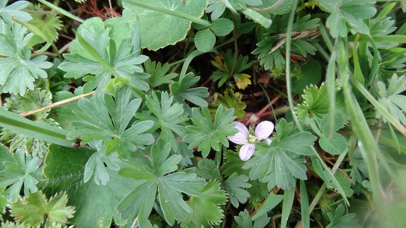 Geranium diffusum photo 7
