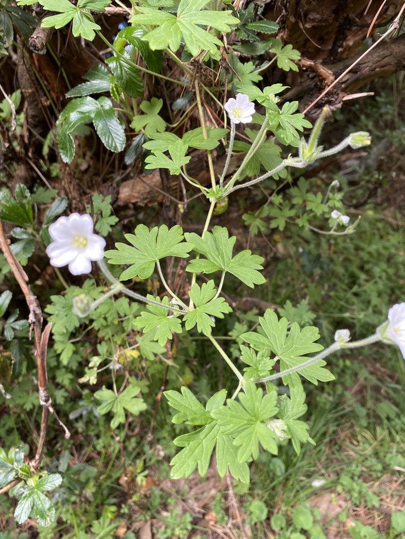Geranium diffusum photo 8
