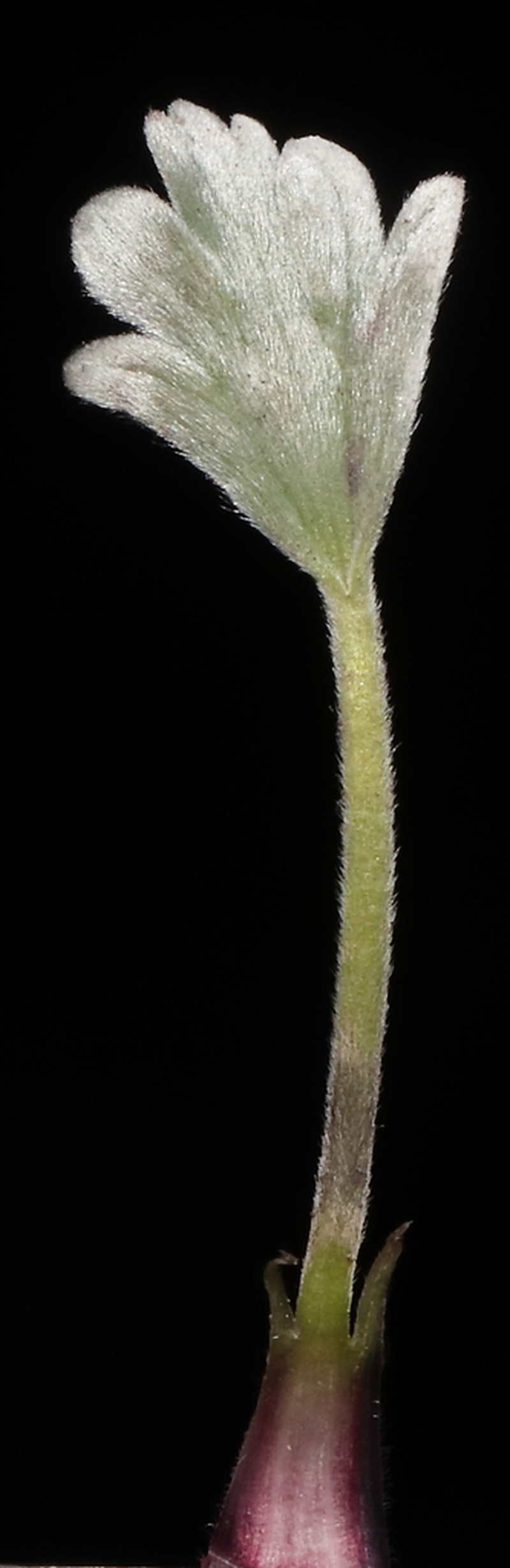 Geranium digitatum