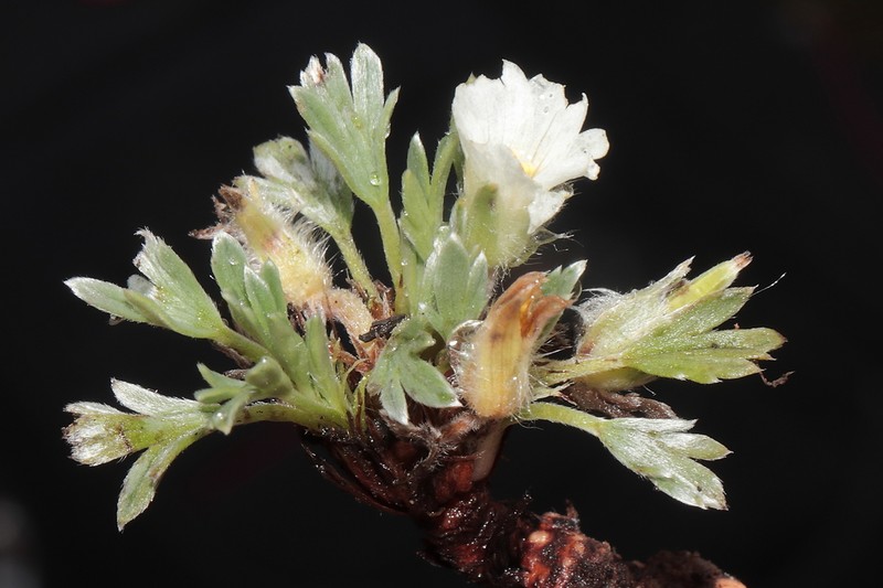 Geranium digitatum photo 2