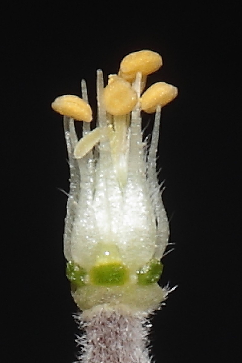 Geranium digitatum photo 3