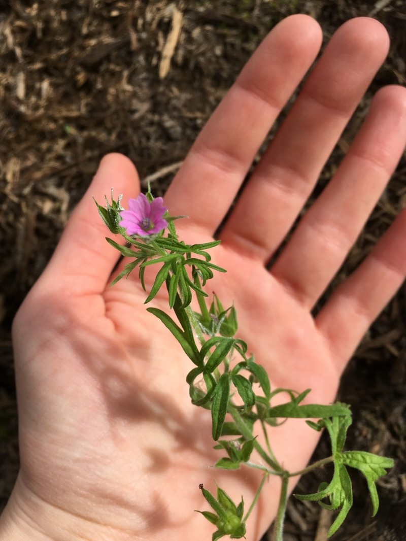 Cutleaf Geranium photo 3