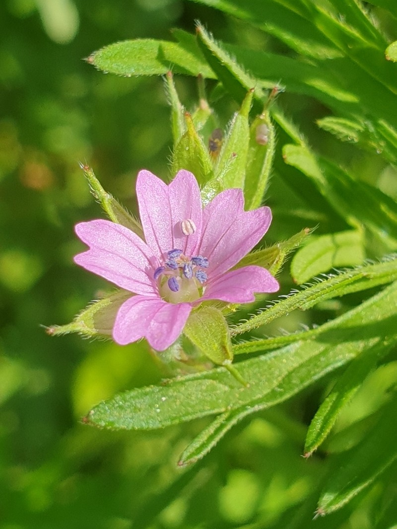Cutleaf Geranium photo 4