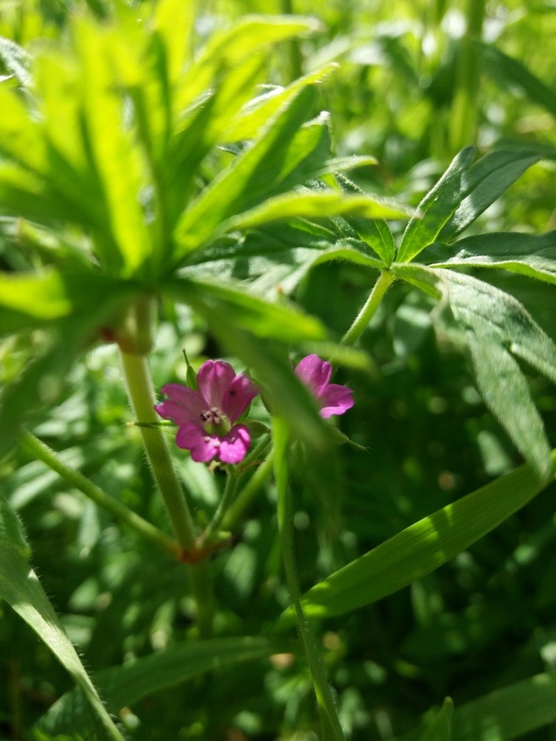 Cutleaf Geranium photo 5