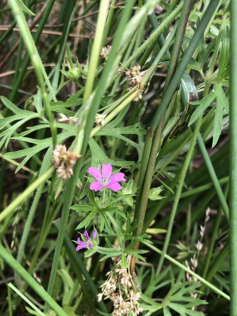 Cutleaf Geranium photo 6