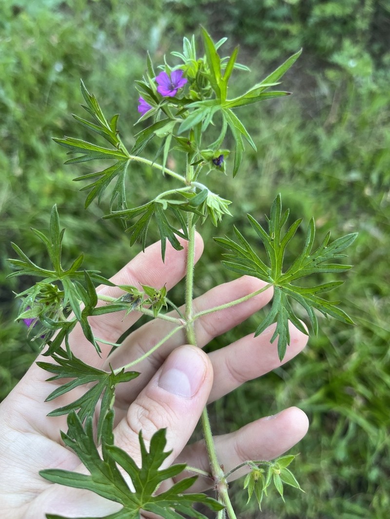 Cutleaf Geranium photo 7